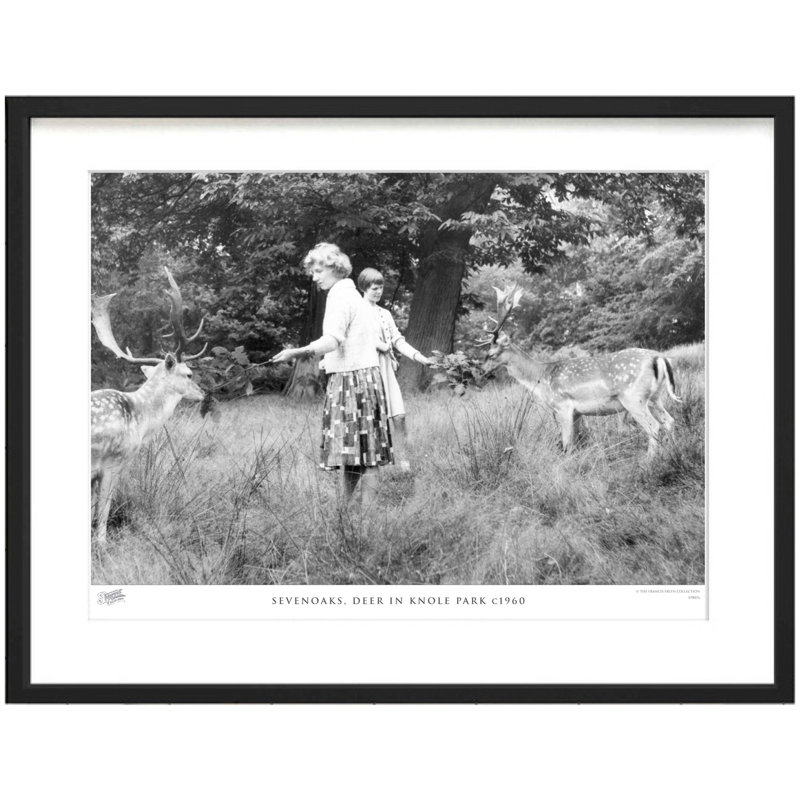 Sevenoaks, Deer In Knole Park C1960 by Francis Frith - Single Picture Frame Print, 28cm H x 36cm W x 2.3cm D