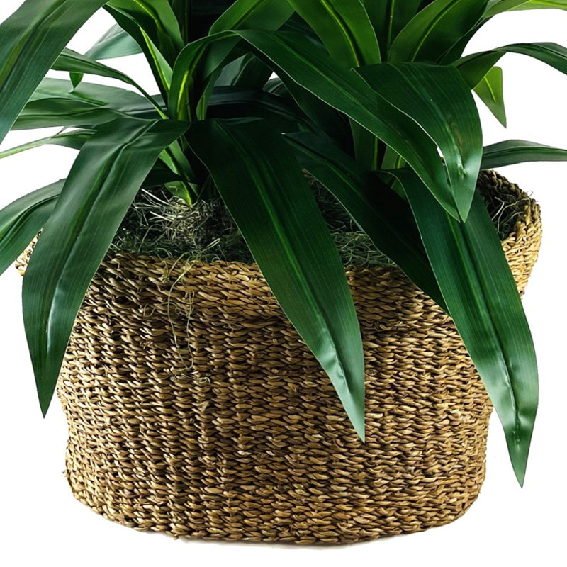 4 pieds de luxe Dracaena dans un panier ovale naturel