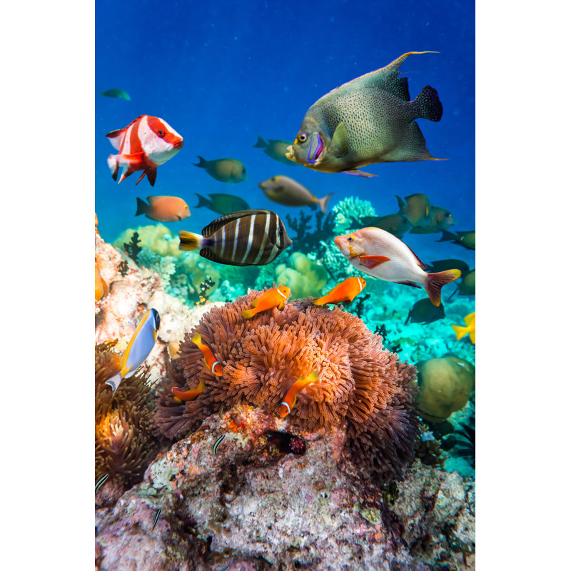 Anemonefish by Cookelma - Wrapped Canvas Print, 122cm H x 81cm W x 3.8cm D