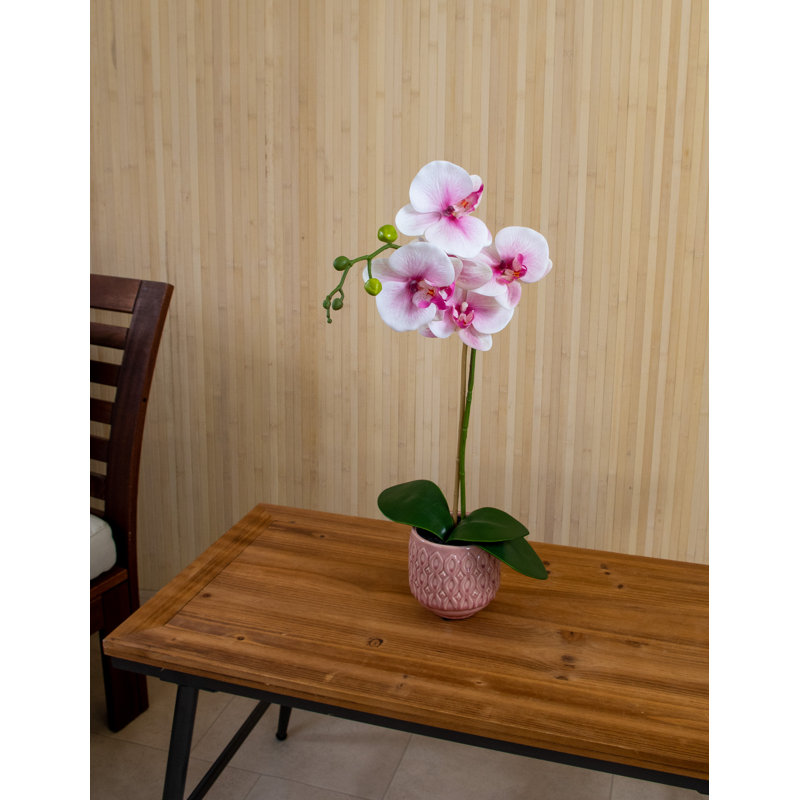 Orchid Arrangement in Pot