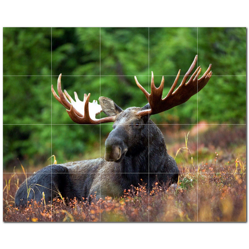 Cerf photo 12 x 12