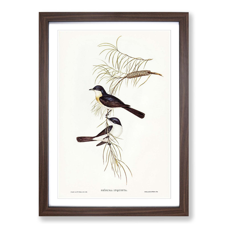 Restless Flycatcher Birds by Elizabeth Gould - Picture Frame Painting Print, Walnut Framed, 36cm H x 27cm W x 2cm D