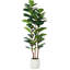 150cm Plant