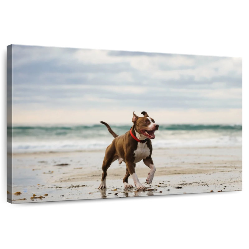 Brampt Pit Bull On Beach, 8" H x 12" W
