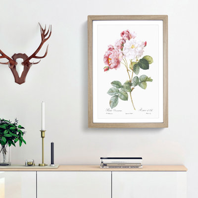 Damask Roses in Pink by Pierre-Joseph Redoute - Picture Frame Painting Print