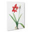 An Amaryllis Flower - Wrapped Canvas-55368745
