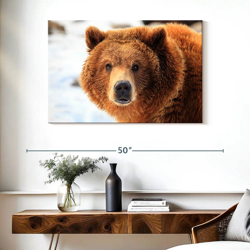 Regard d'ours grizzly, H 26 po x l 39 po