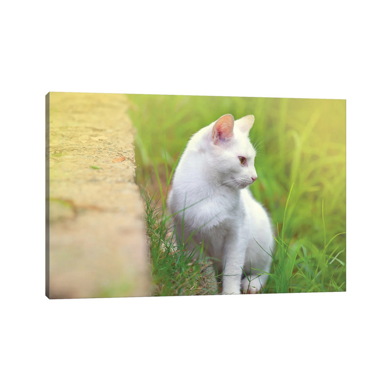 White Cat 61 by Ben Heine - Wrapped Canvas Print, 152.5 cm H x 101.5 cm W