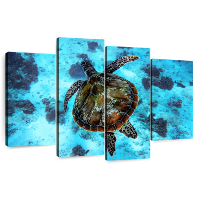 Turtle Habitat