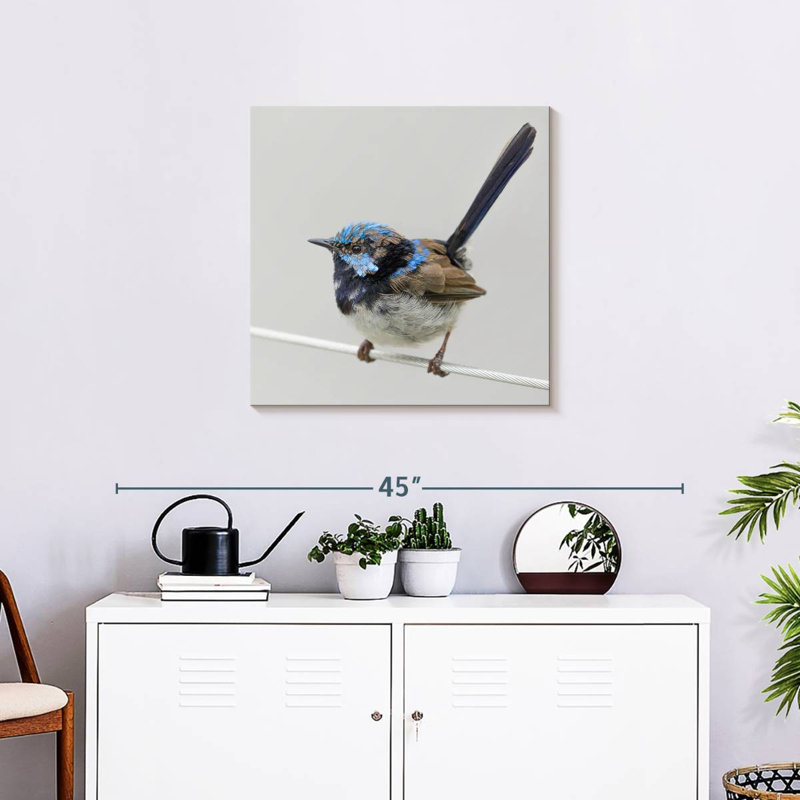 Brampt Bluebird Close Up