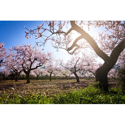 Almond Trees in Bloom by Fcafotodigital