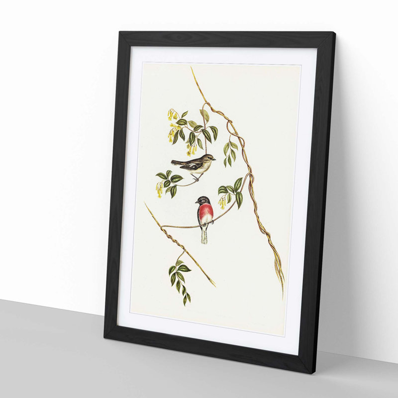 Rose-Breasted Wood-Robins by Elizabeth Gould - Picture Frame Graphic Art Print, 76cm H x 50cm W x 2cm D, Black