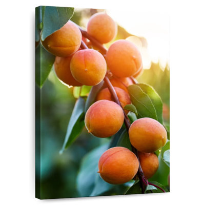 Apricots On A Branch