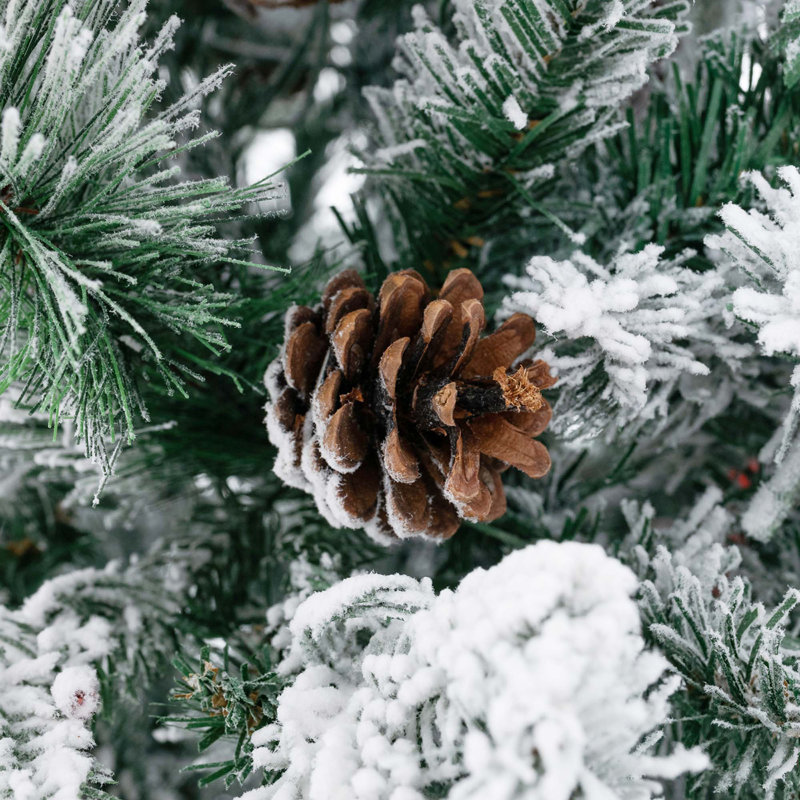 6 arbres de Noël