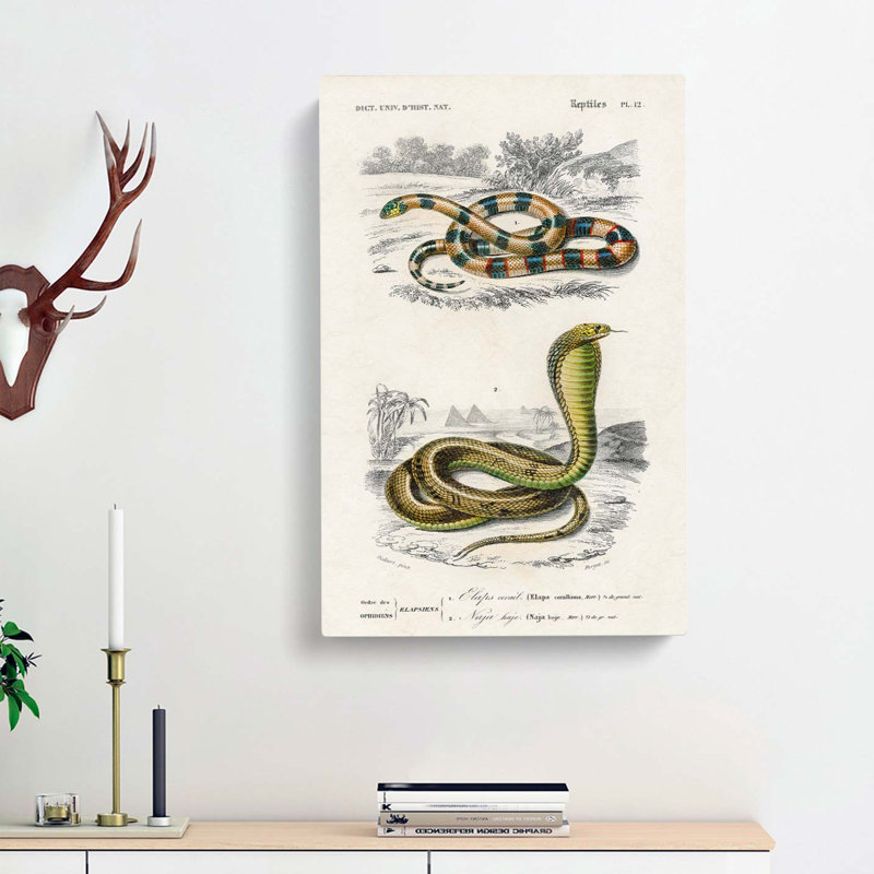 Coral Snake & Cobra Illustrations by Charles D' Orbigny - Wrapped Canvas Painting, 60cm H x 40cm W x 3cm D