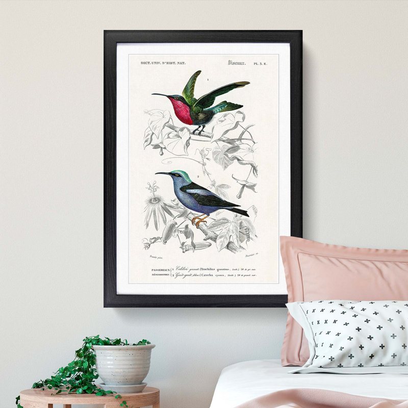 Bird Illustrations PL. 3E by Charles d Orbigny - Framed Print, Black Framed, 45cm H x 33cm W x 2cm D