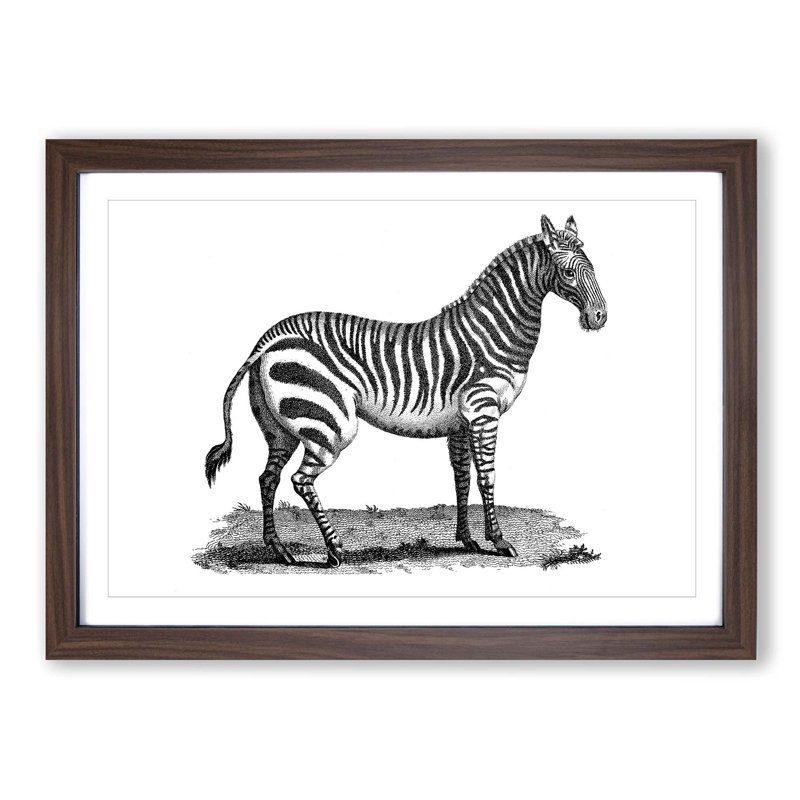 Zebra in Black & White by George Shaw - Picture Frame Drawing Print, Walnut Framed, 48cm H x 65cm W x 2cm D