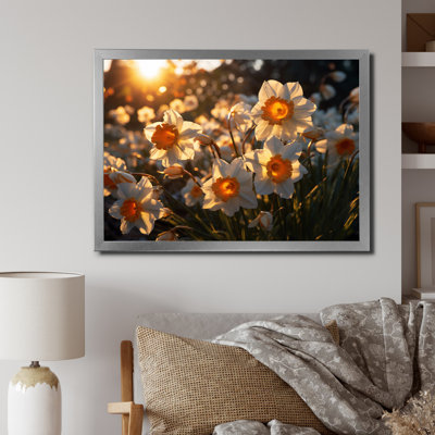 " Daffodils Field Sunrise II "
