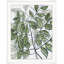 Urban Leaves 3 Print