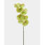Orchidée Phalaenopsis verte 33 po-714383210-714383211