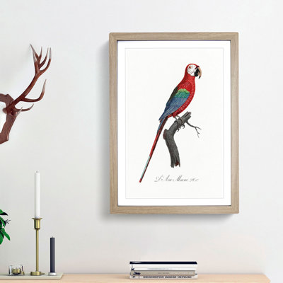 Scarlet Macaw Parrot by F. Levaillant - Picture Frame Painting Print