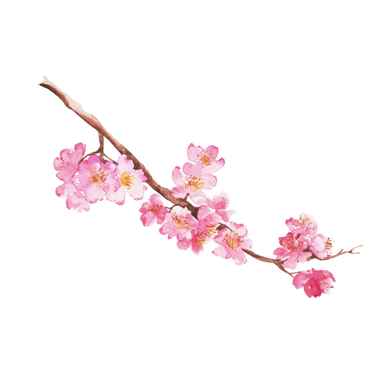 Branch Of Cherry Blossom by L0Ngtime - Wrapped Canvas Print, 50.8cm H x 50.8cm W