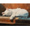 Chat Cat