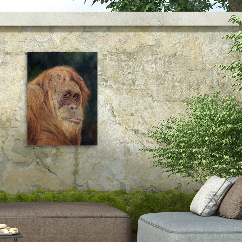 Toile d'orang-outan David, H 14 po x l 19 po