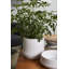 Ceramic Pot Planter-428714403