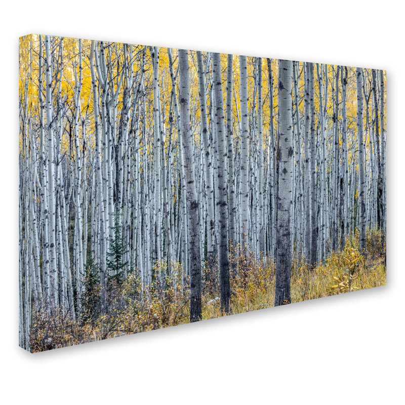 Forest of Aspen Trees Framed Canvas Landscape Print