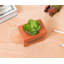 Plante grasse artificielle 6 po Caine