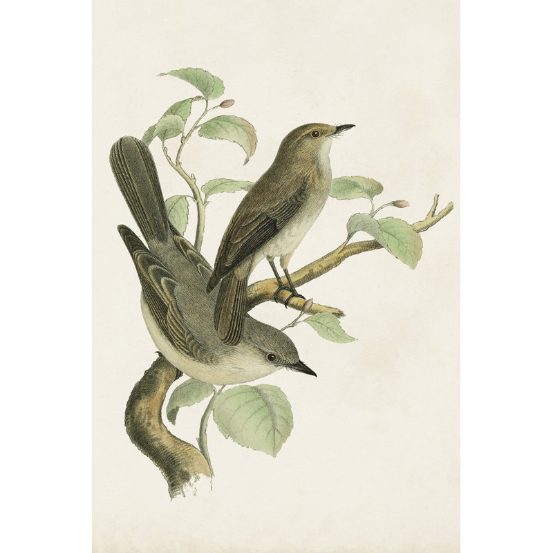 Antique Bird Trio III - Wrapped Canvas Print, 30.48cm H x 20.32cm W