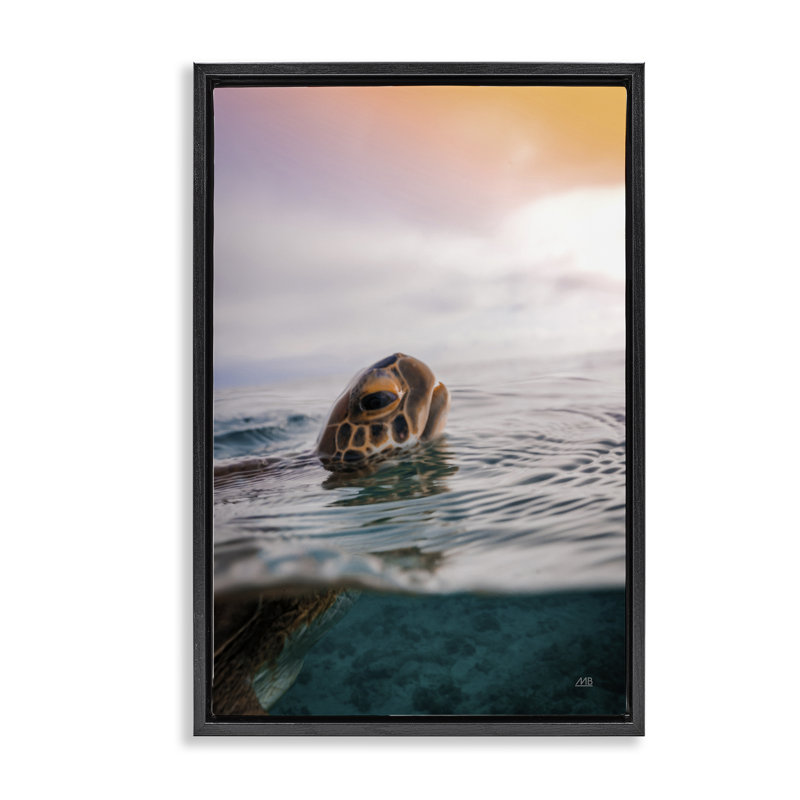  «Turtle Swim at Sunrise Floater» par Max Blakesberg Studios, H 31 po x l 21 po, Cadre flottant noir de jais