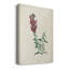 «Traditional Botanical I», impression sur toile tendue-1236080320