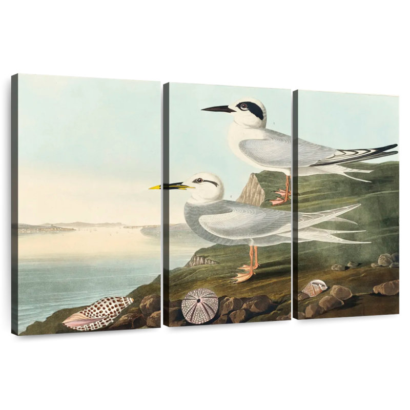 Brampt Havell's Tern And Trudeau's Tern, 36" H x 57" W