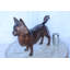 Statue de chien de Poméranie en bronze dans une pose gracieuse Nifao Collection 18 po x 6 po x H 14 po