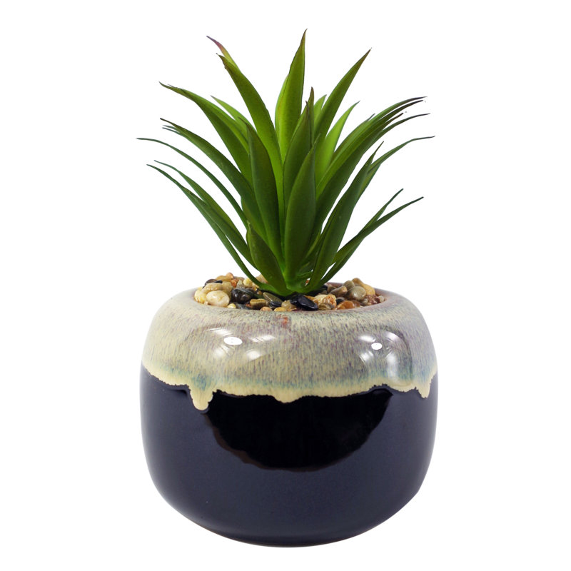 Annistin 20cm Plant