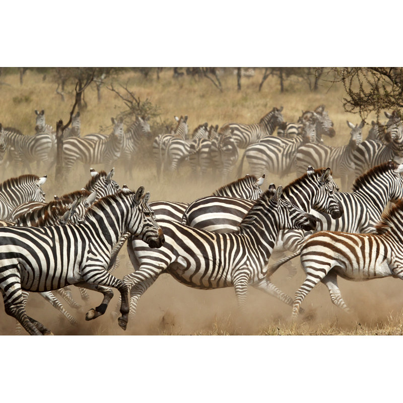 Herd Of Zebras Gallopping Through The African Steppe by MattiaATH - Wrapped Canvas Print, 20cm H x 30cm W x 3.8cm D