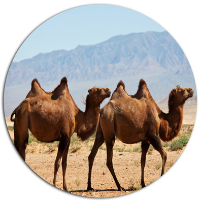 " Huge Camels On Tomb Ruins "