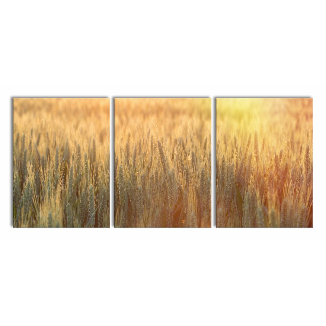 3-tlg. Leinwandbilder-Set Wheat Field