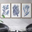 Seaweed Under Water I, ensemble de 3 toiles encadrées sur toile-97710867-97710869