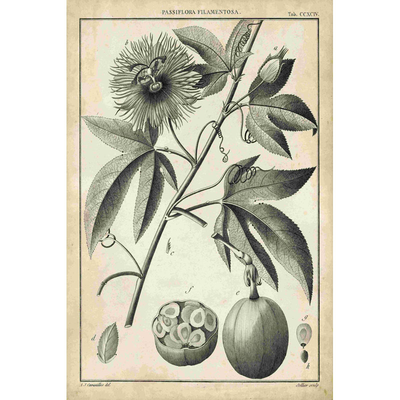 Passiflora I, H 18 po x l 12 po