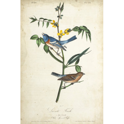Delicate Bird and Botanical IV by John Audubon - Painting