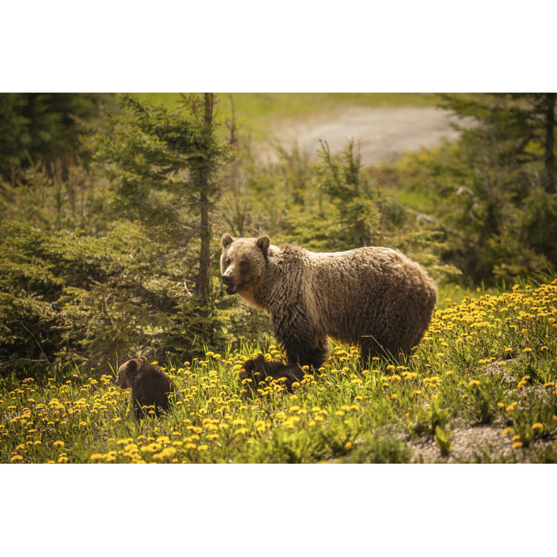 " Bear In Jasper " by Benkrut, 48" W x 32" H