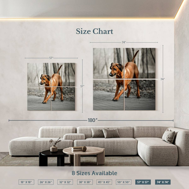 Chiot Rhodesian Ridgeback, H 74 po x l 74 po