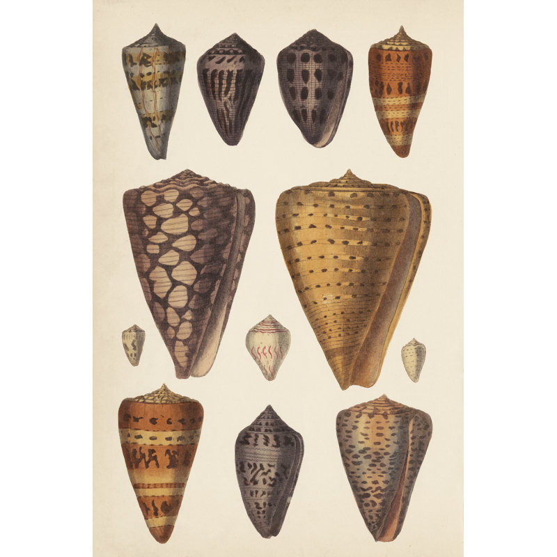 Antique Cone Shells I - Print on Canvas, 76 cm H x 51 cm W, Black Floater Framed