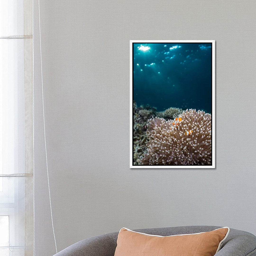 Rays From The Setting Sun Shining On An Anemone With A Pair Of Clownfish von Mathieu Meur - Gallery-Wrapped Canvas Giclé...