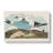 Two Kittiwake Gulls by John Audubon - Wrapped Canvas Painting-55372150