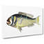 Gilt-head Bream Fish by George Shaw - Wrapped Canvas-55304037