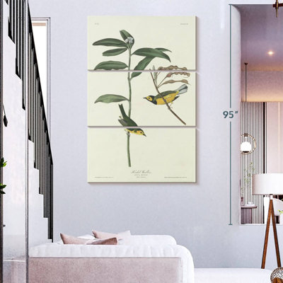 Keiri Hooded Warbler